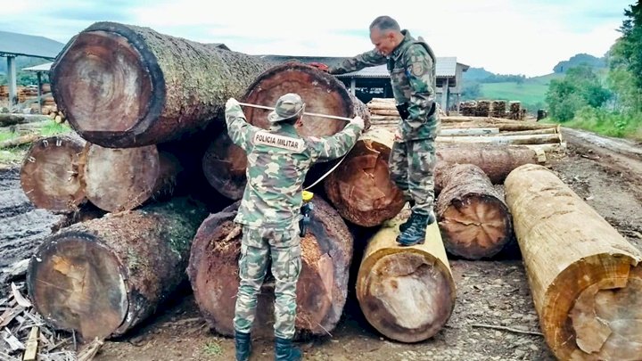 Corte ilegal de árvores nativas é flagrado pela Polícia Ambiental em